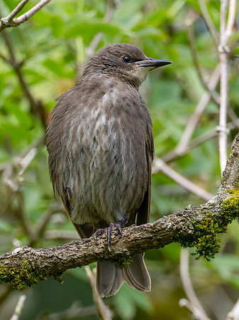 Young Starling