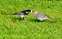 Pied Wagtail & Chick