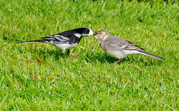Pied Wagtail & Chick
