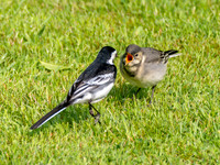 Pied Wagtail & Chick