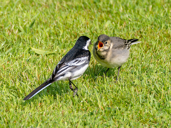 Pied Wagtail & Chick