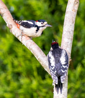 Father Doing the Feeding