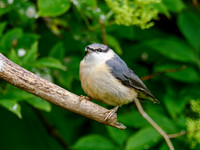 Young Nuthatch