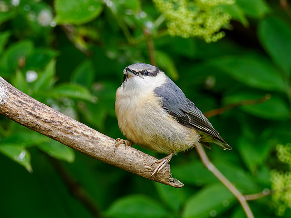 Young Nuthatch
