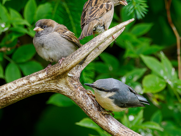 Young Nuthatch & Pals