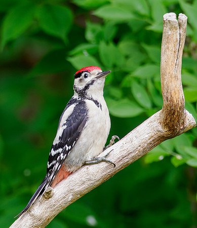 Great Spotted Woodpecker