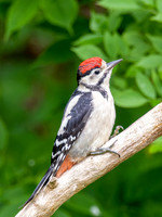 Great Spotted Woodpecker
