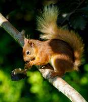 Sunshine, Shadows and Squirrel