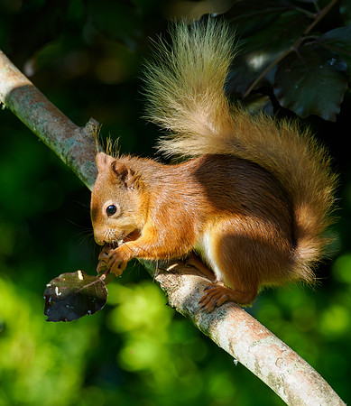 Sunshine, Shadows and Squirrel