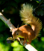 Sunshine, Shadows and Squirrel