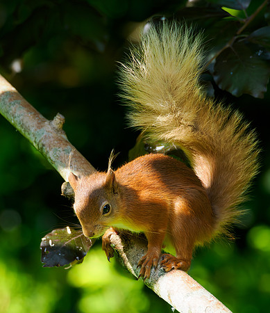 Sunshine, Shadows and Squirrel