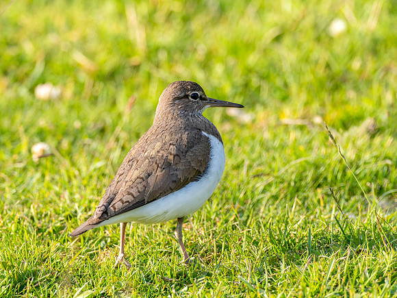 Common Sandpiper
