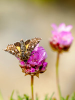 Small Yellow Underwing (Panemeria tenebrata)
