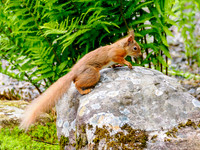 Red Squirrel
