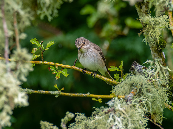 Spotted Flycatcher
