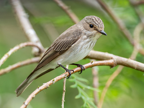 Spotted Flycatcher