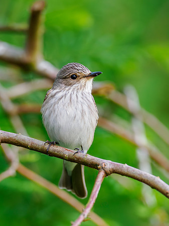 Spotted Flycatcher