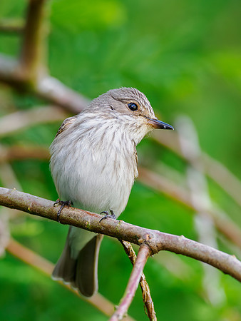 Spotted Flycatcher