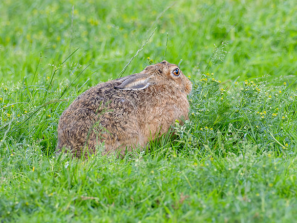 Brown Hare