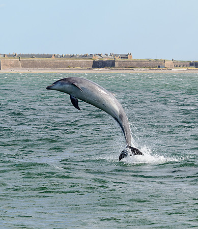 Bottlenose Dolphin