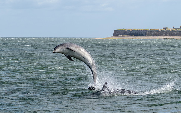 Bottlenose Dolphin