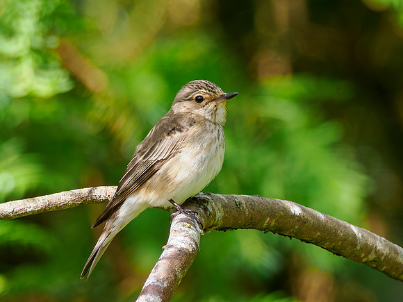 Spotted Flycatcher