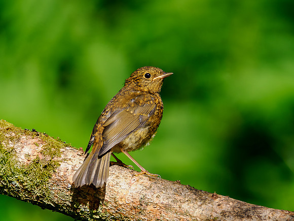 Juvenile Robin