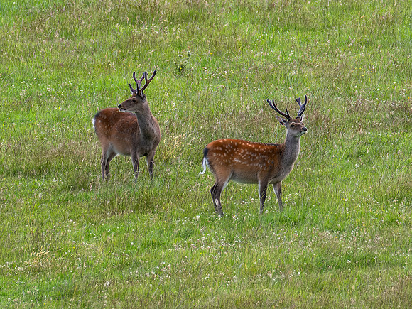 Sika Stags