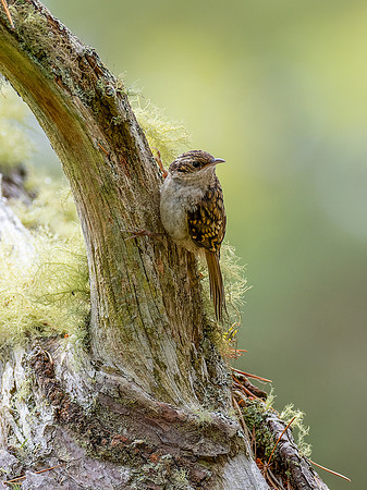 Treecreeper