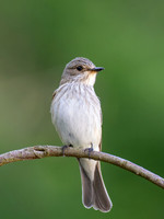 2025-06 Spotted Flycatcher