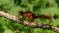 Red Squirrel