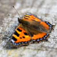 Small Tortoiseshell