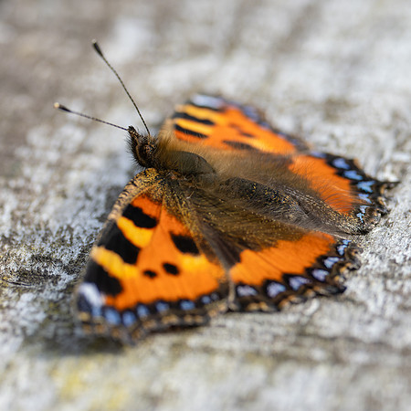 Small Tortoiseshell
