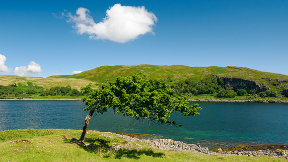 The Old Oak Tree