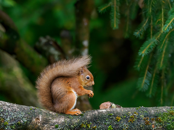 Red Squirrel (Sciurus vulgaris)
