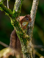 Sunshine, Shadows & Squirrel