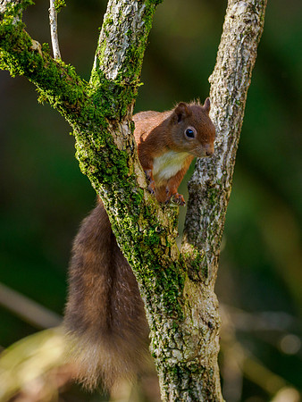 Sunshine, Shadows & Squirrel
