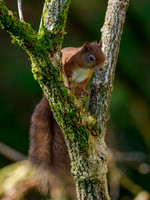 Sunshine, Shadows & Squirrel
