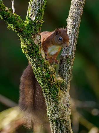 Sunshine, Shadows & Squirrel