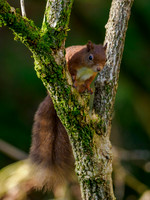 Sunshine, Shadows & Squirrel
