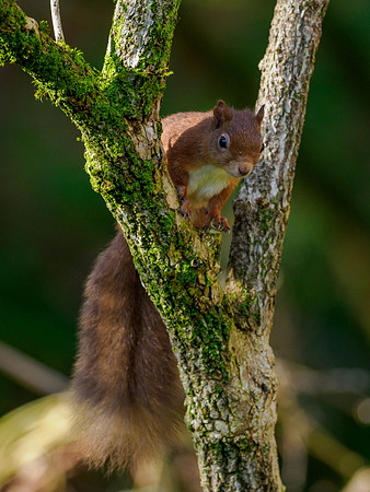 Sunshine, Shadows & Squirrel