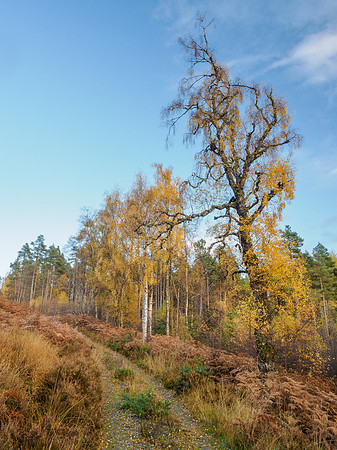 Glen Affric