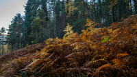 Glen Affric