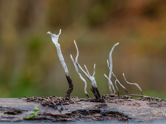 Candlesnuff fungus (Xylaria hypoxylon)