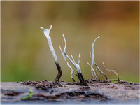 Candlesnuff fungus (Xylaria hypoxylon)