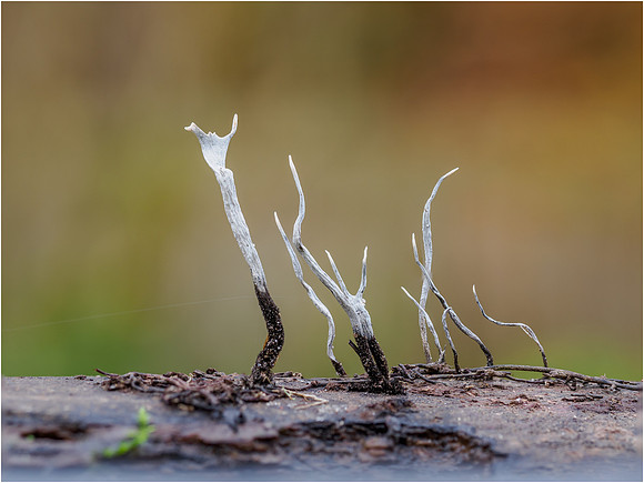 Candlesnuff fungus (Xylaria hypoxylon)