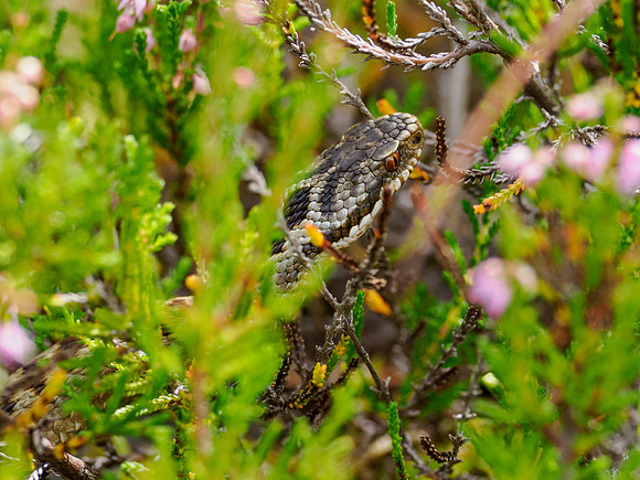 2022-08 Adder (Vipera Berus)