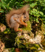 Young Squirrel