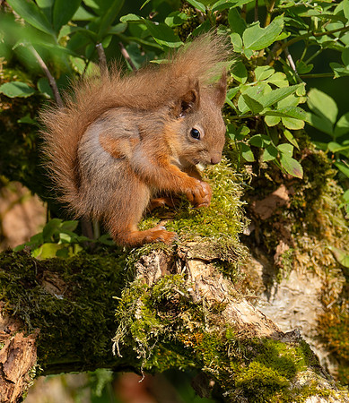 Young Squirrel