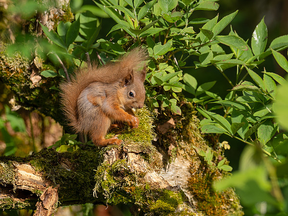 Young Squirrel